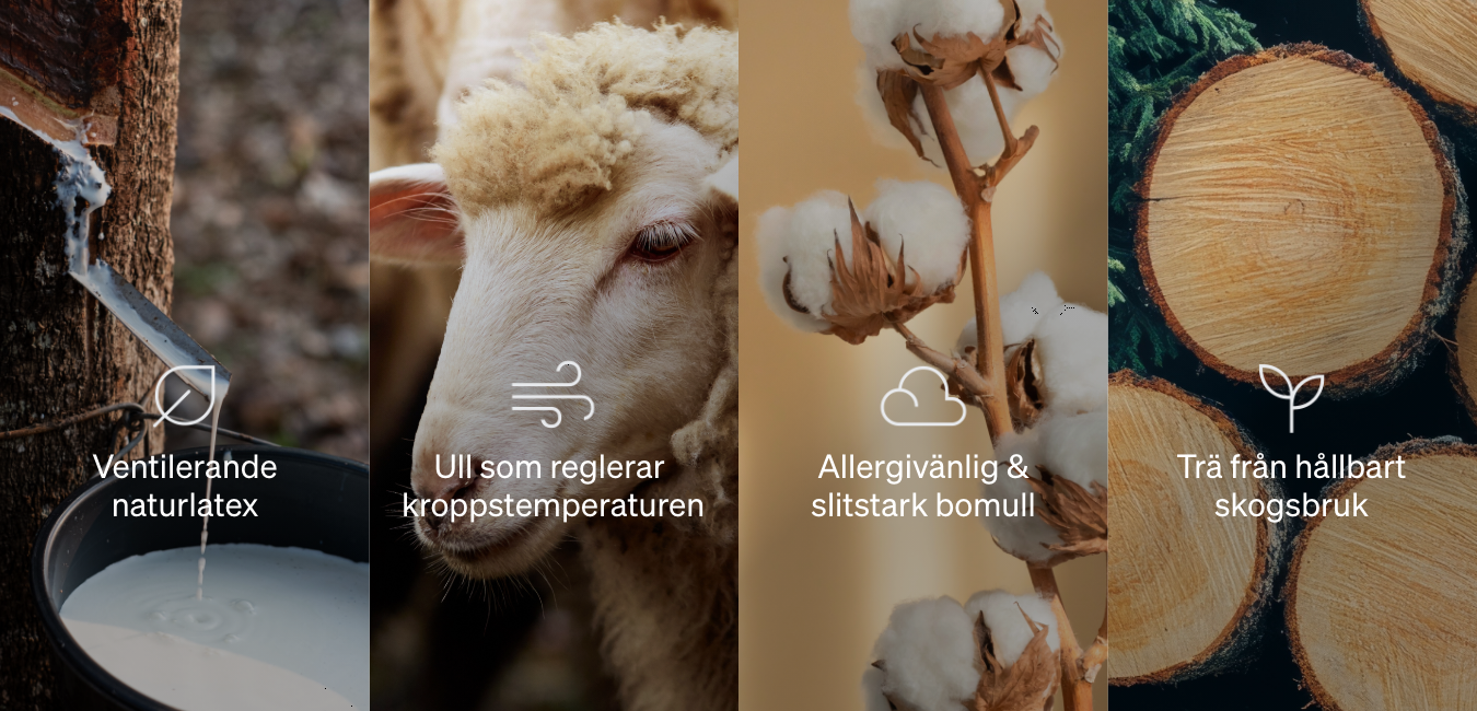 Bilder på får, talalay latex som rinner, trästubbar, bomullsblommor Bilder på får, talalay latex som rinner, trästubbar, bomullsblommor
