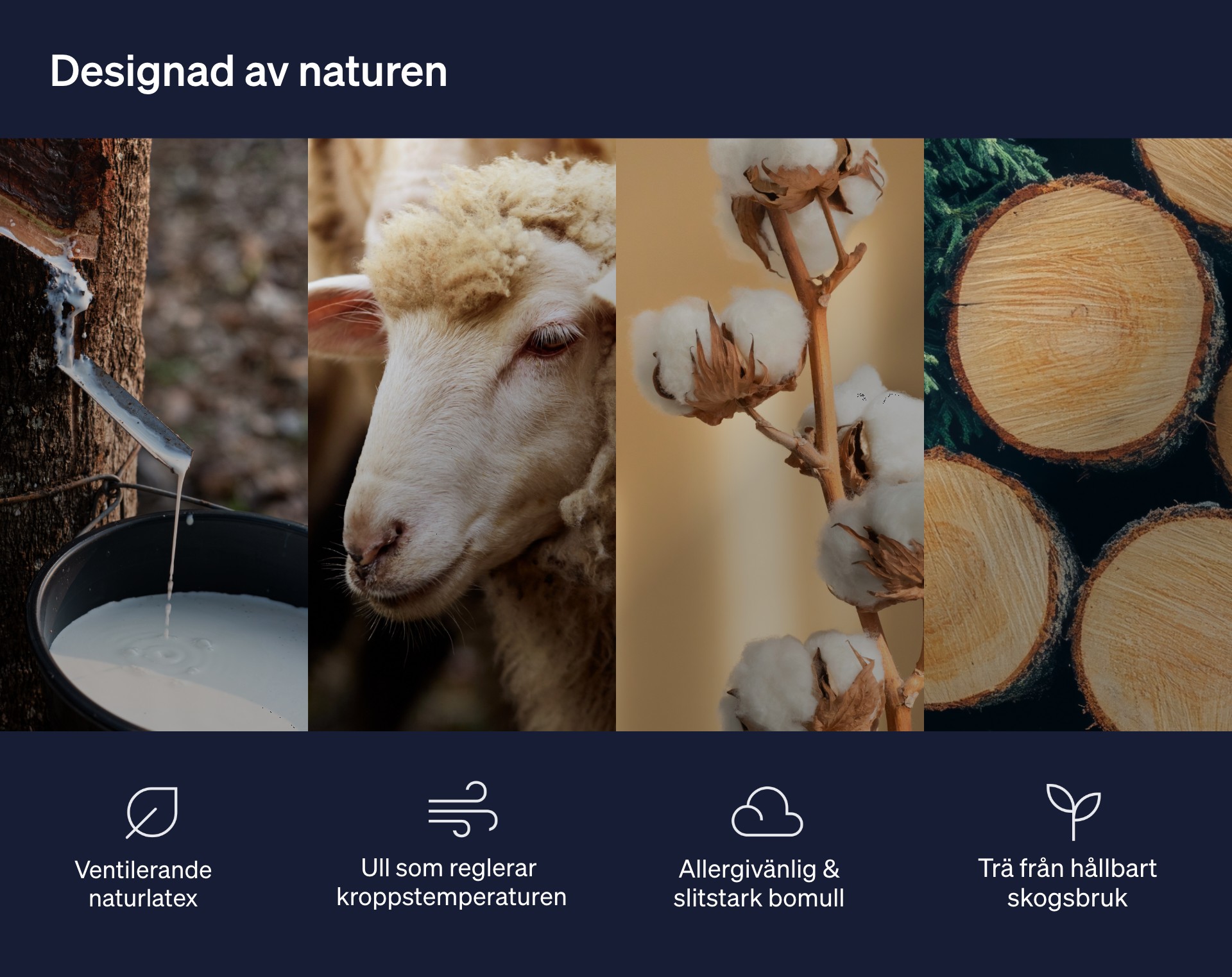 Bild på får, bild på bomullsblommor, bild på rinnande naturlatex, bild på trästubbar. Ventilerande naturlatex, ull som reglerar kroppstemperatur, allergivänlig och slitstark bomull, trä från hållbart skogsbruk. Bild på får, bild på bomullsblommor, bild på rinnande naturlatex, bild på trästubbar. Ventilerande naturlatex, ull som reglerar kroppstemperatur, allergivänlig och slitstark bomull, trä från hållbart skogsbruk.